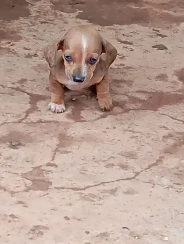 Basset dorkchond salsicha Cofap teket
