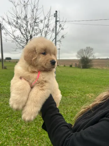 Filhote de Golden Retriever