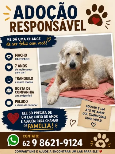 Doa-se Cachorro adulto macho 