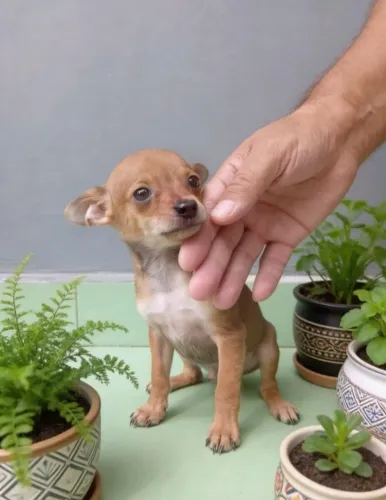 Pinscher Zero Muito Amoroso
