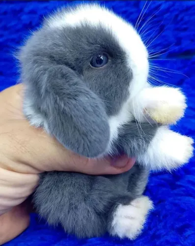 Minis coelhos e coelhos anões