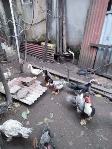 Vende-se pato macho e marrecos