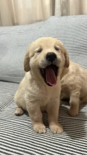Golden retriever