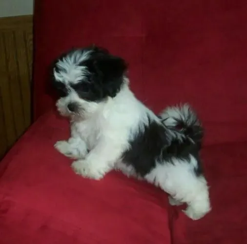 Filhotes de Shih Tzu | Uma presença cheia de afeto.
