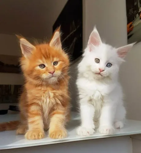 Maine Coon Filhotes