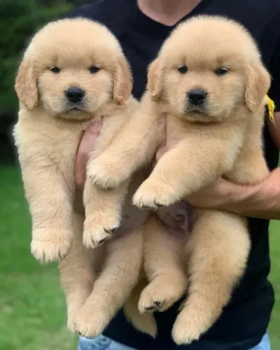 Golden Retriever pura energia e felicidade !