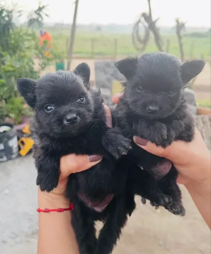 Spitz alemão-lulu da Pomerânia