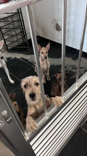 CACHORROS PARA ADOÇÃO