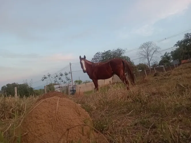 Lindo potro alazão
