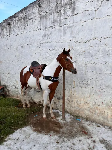 Potro Paint Horse
