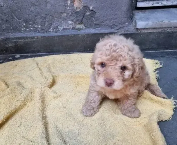 poodle fêmea caminha brinde passo cartão