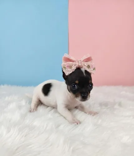Pinscher Fêmea Pura