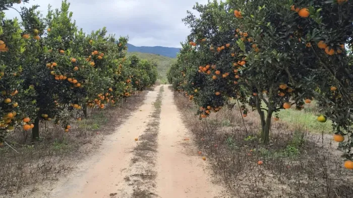 Sítio com Porteira Fechada e 42 Hectares em Rio de Contas - Chapada Diamantina
