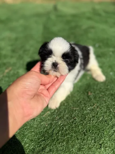 Shih Tzu Machinho
