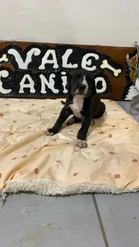 Dogue alemão fêmea