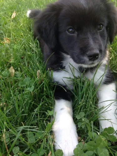 Filhotes de Border Collie | Filhote cheio de charme e alegria.
