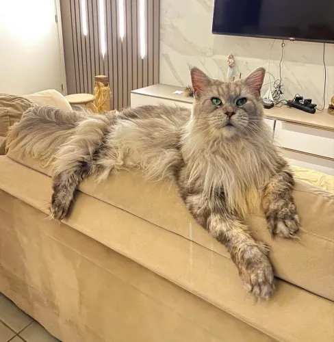 Maine coon 