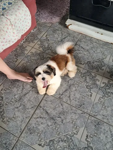 Vendo  shiatsu  macho 