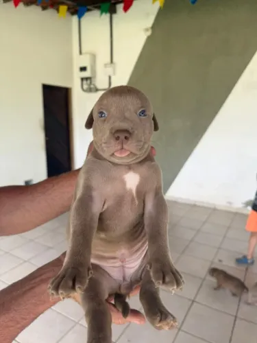 Filhotes Pitbull 