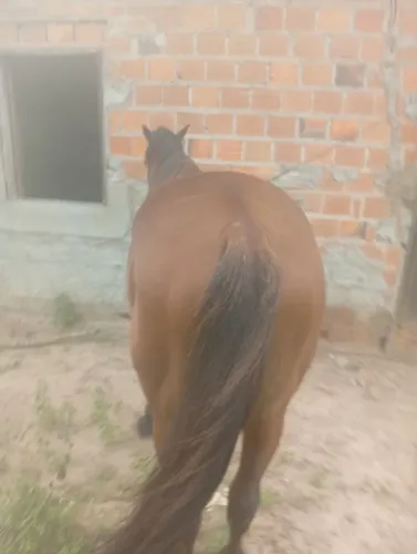 Cavalo quatro de milha linhagem de trabalho