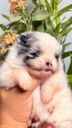 Lulu da pomerania