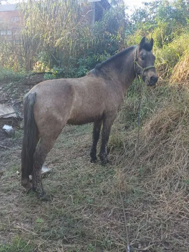 Cavalo domado de montaria