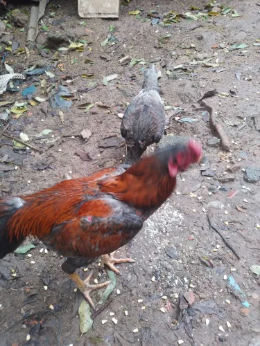 Casal de galinha