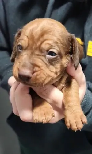 Filhotes Dachshund (Salsichinha) Disponíveis para Reserva! 