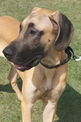 Filhotes de Dogue Alemão fêmea/macho