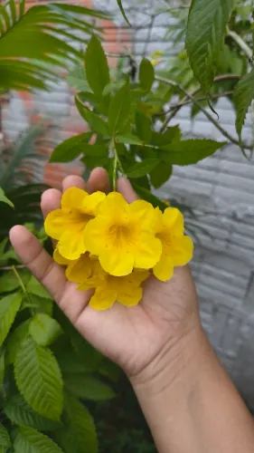 Mudas de Ipê Amarelo de Jardim 