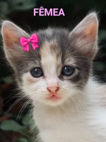 Doa-se 5 gatinhos. A amarela é fêmea, mais velha e castrada. Adoção responsável.