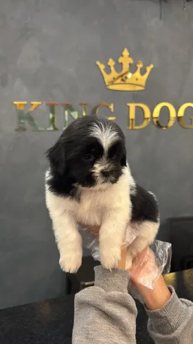 ? Filhotes de Shih Tzu | Muito Carinho em um Pequeno Companheiro