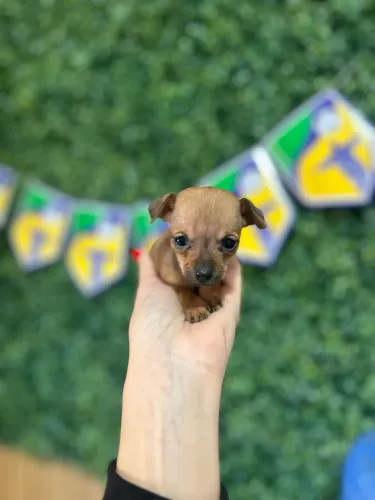 Pinscher fêmea ZERO 12x sem juros 