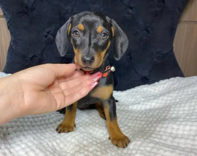 Macho misturado pinscher com basset! Cruza acidental!