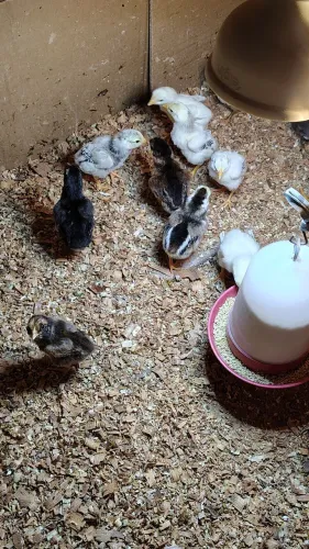 Pintinhos Mura conhecido como carioca várias unidades valor individual r$ 15