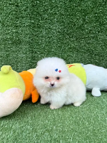 Lulu da pomerania anão