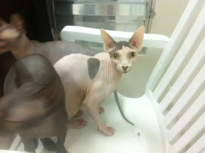 Sphynx macho 1 ano