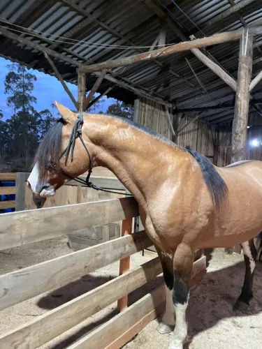 Cavalo crioulo Gateado Bragado
