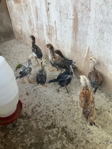 Pintinhos caipira