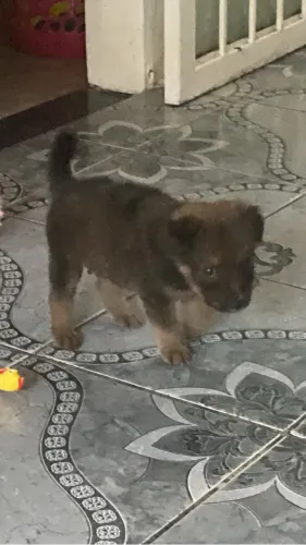 Cachorro