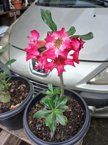 Vendo rosas do Deserto e algumas plantas. 