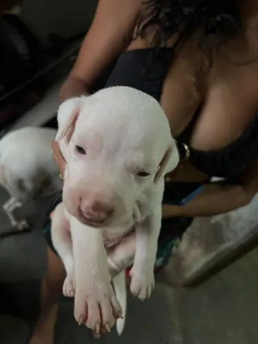 Filhote pitbull puro