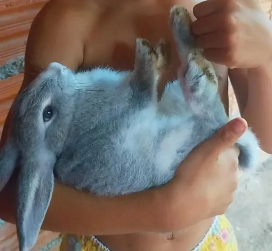 Vendo Coelho
