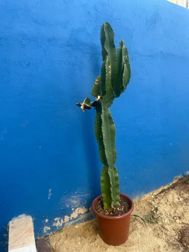 Plantas