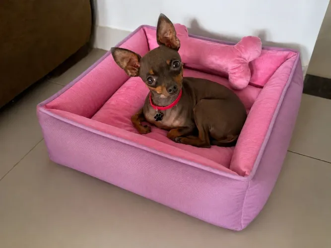 Cama Pet Premium
