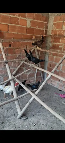 Galinhas Índias