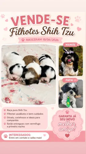 Filhotes Shih Tzu