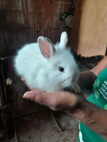 Mini coelhos raça netherland e outros