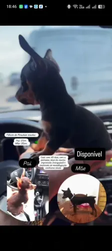 Cachorro pinscher