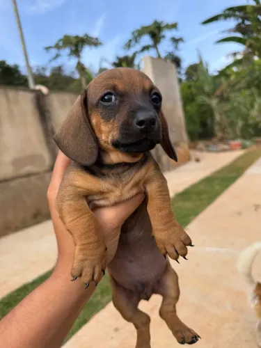 Filhote de Dachshund (Bassê/Teckel).